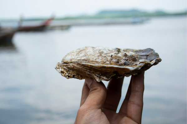 Oyster in hand