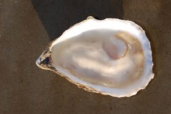 A beautiful Beach Point Oyster