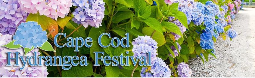 Cape Cod Hydrangea Festival