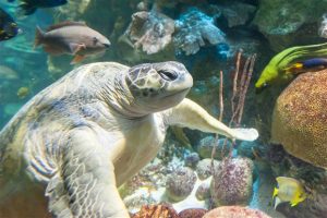 re-opening Boston : Aquarium